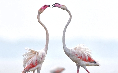 flamingo1