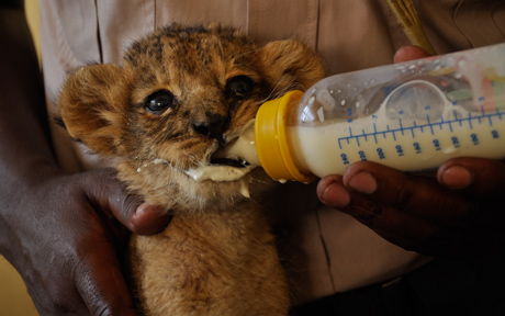 Nairobi animal orphanage