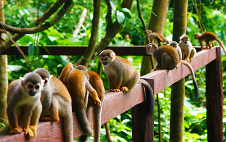 Amazon monkeys Colombia1 460x288