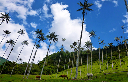 cocora 10 1 of 2