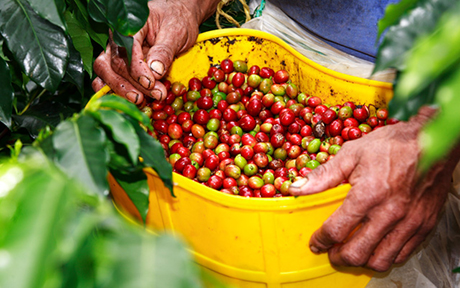 colombia predicts boost coffee460x288