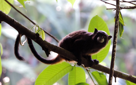 amazon monkey