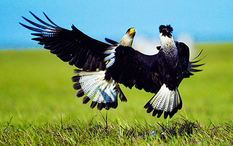 Fighting Llanos Venezuela fondos460x288