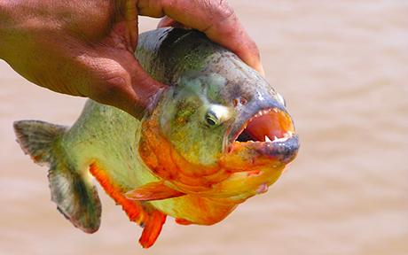 Piranha Lanos Venezuela460x288