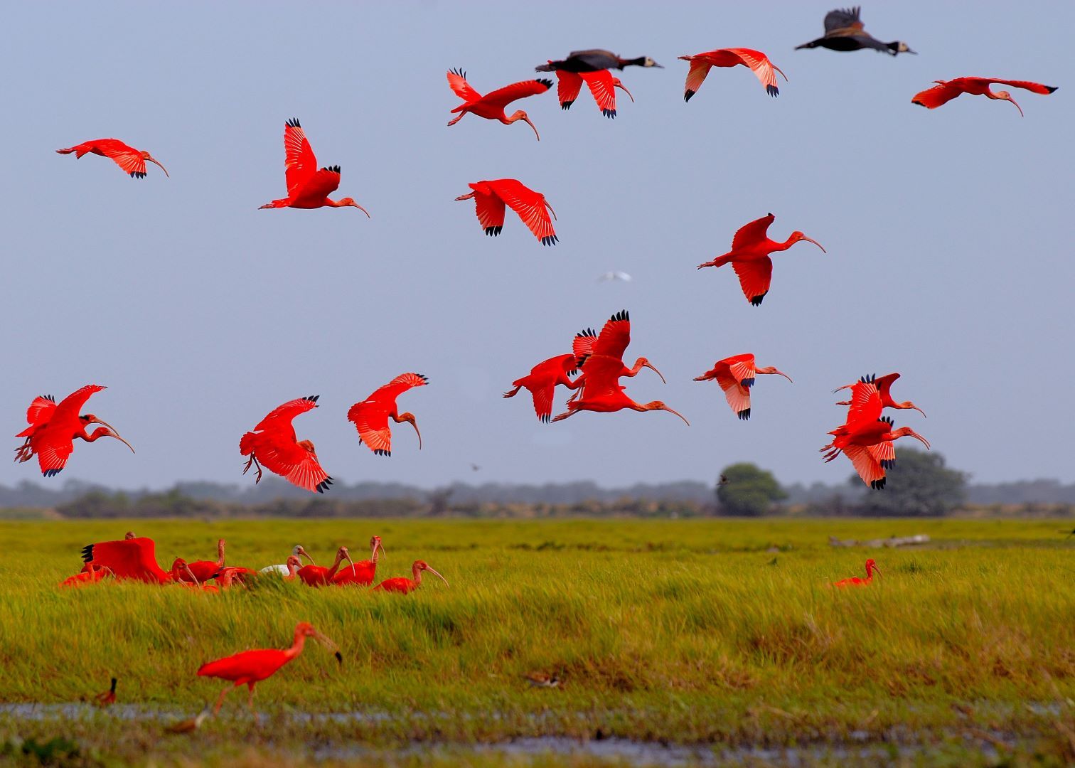 Scarlet Ibis Los Llanos