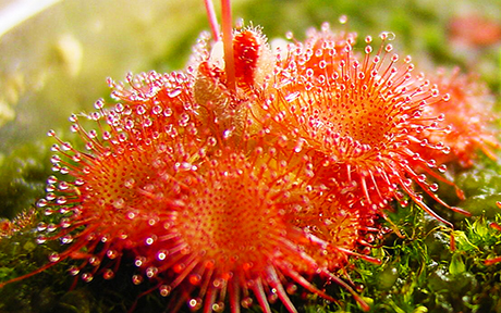 Sessilifolia460x288
