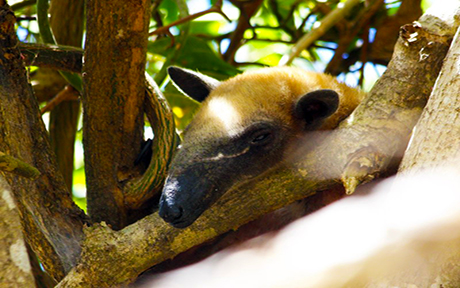 Tamandu Llanos Wildlife Venezuela460x288