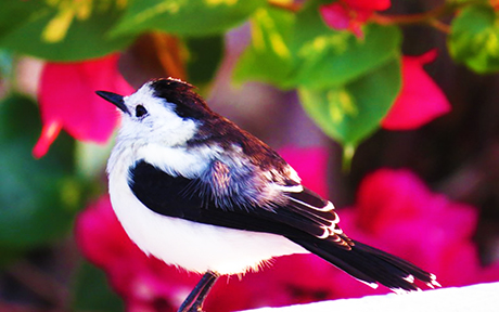 WIldlife Venezuela Llanos Bird460x288