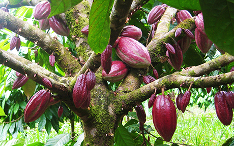 cacao 460x288