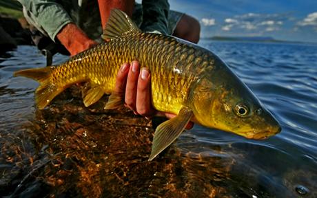 fishing5460x288