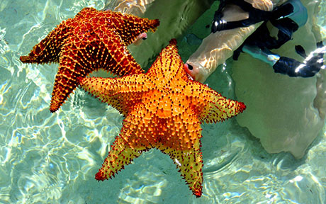 los roques 1 460x288