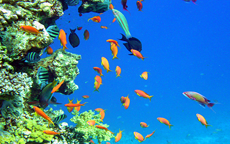 peces morrocoy460x288