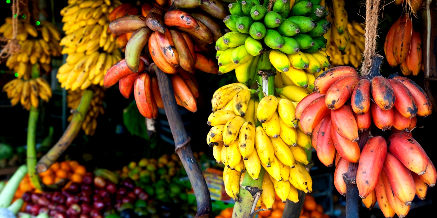 412 200708060530 4136 2006 12 28 Bananas1500