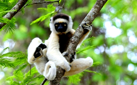 800pxlemur