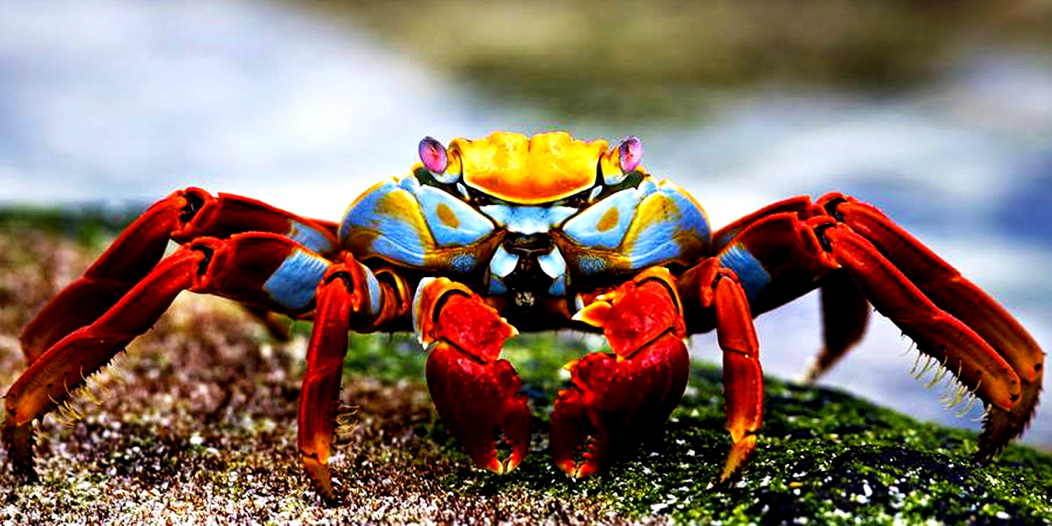A beautiful Sally Lightfoot Crab1500