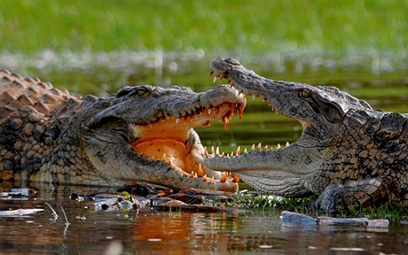 Crocodylus niloticus Ankarafantsika Madagascar 1008 TS45