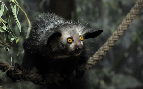 Daubentonia madagascariensis