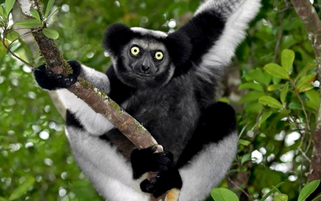 Indri lemur 120671k
