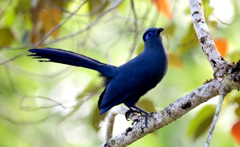 animal memes blue pride