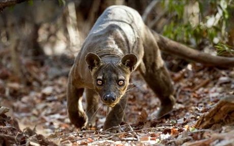 fossa oson