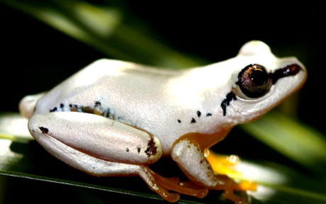 grenouille