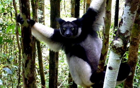 indriindri