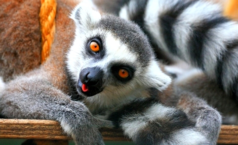 lemur