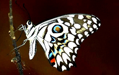 madagascar butterfly 03