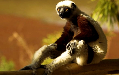 madagascar lemur 6021 600x450