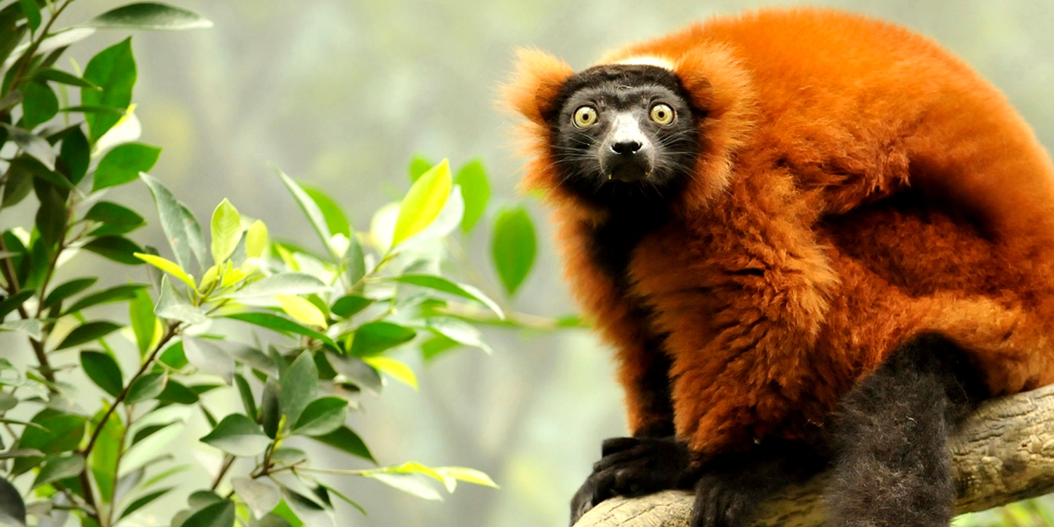 red ruffed lemur 1500