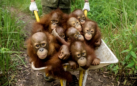 Semenggoh Orang Utan