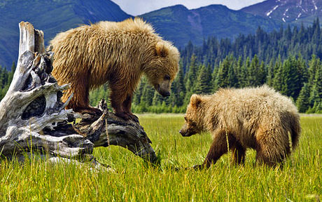 denali ankoridjy