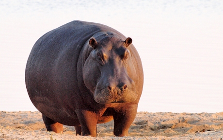 Chobe National Park