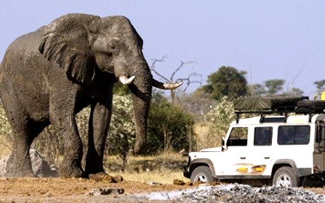 chobe safari lodges featured