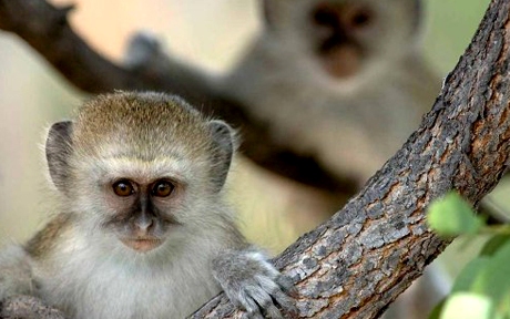 monkey146325