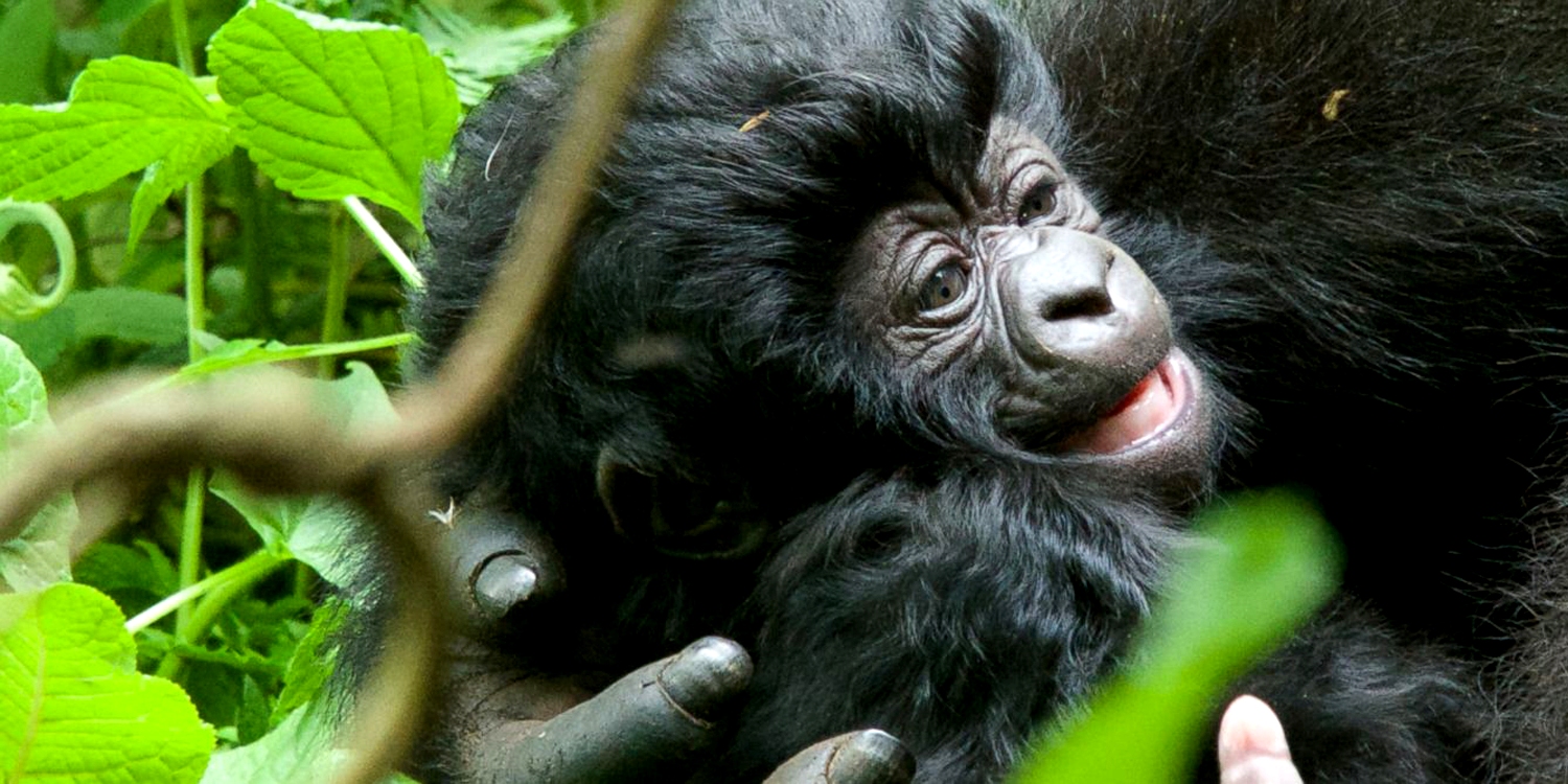 HT rwanda gorilla umurimo baby 12x5 16001500