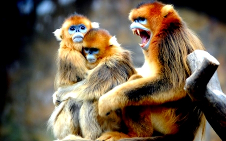 golden monkey 09