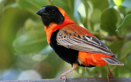 58642868 1273007411 Kafrskiy tkachv yurok Red Bishop11