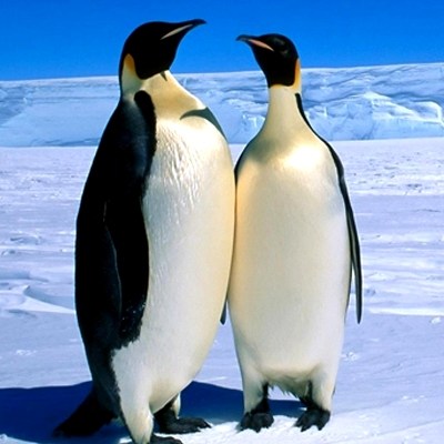 6769037-adorable-antarctica-wallpaper