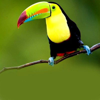 722989-toucan-costa-ricas-rainforests-and-reefs-costa-rica-central-america-americas