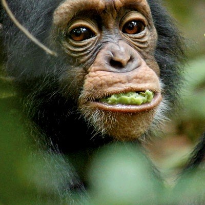 Chimpanzee400