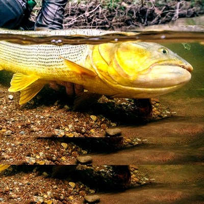 Dorado-April-2015-60182