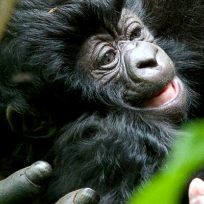 HT_rwanda_gorilla_umurimo_baby__12x5_1600