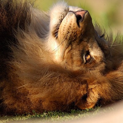 Lion-lion-animal-brown