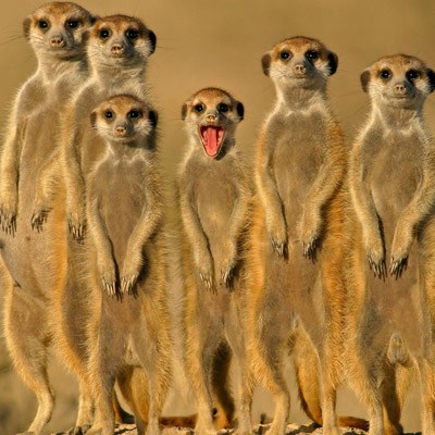 Meerkats_pixanews-1