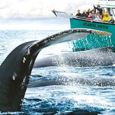 OBriens-boat-tours-newfoundland
