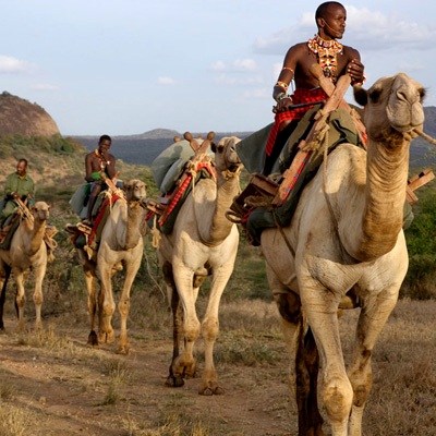 Ol-Malo_camels_400