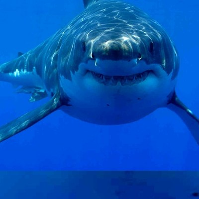 Shark400