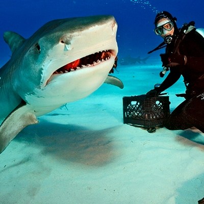 Tiger_shark_3