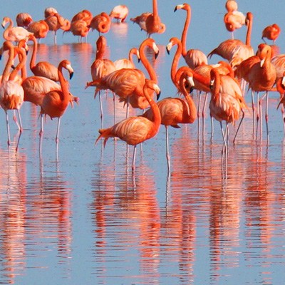 flamingo400